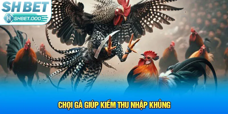 Chọi gà giúp kiếm thu nhập khủng