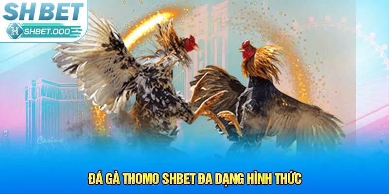 Đá gà Thomo Shbet đa dạng hình thức
