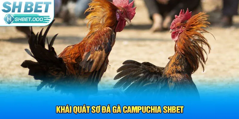 Khái quát sơ đá gà Campuchia Shbet