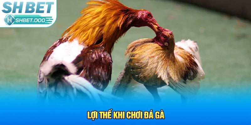 Lợi thế khi chơi đá gà