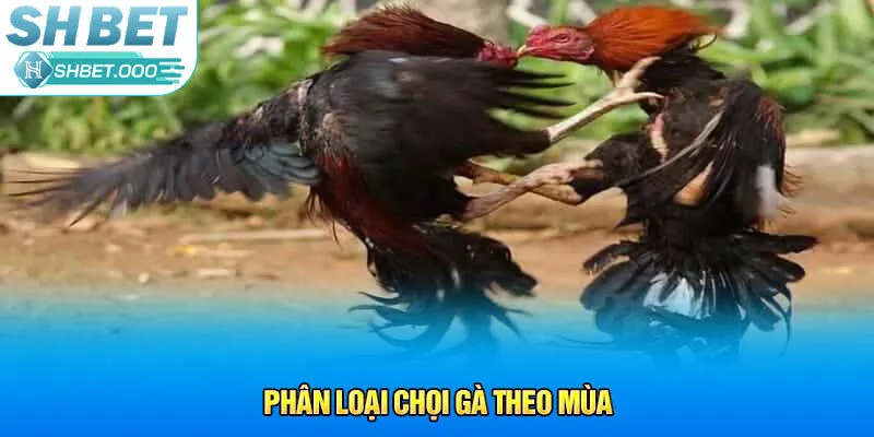 Phân loại chọi gà theo mùa