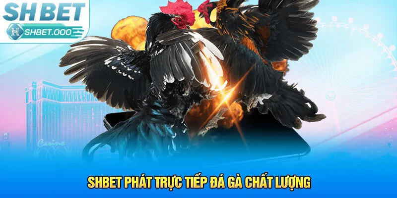 Shbet phát trực tiếp đá gà chất lượng
