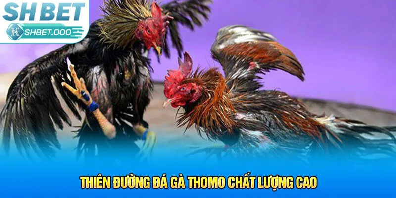 Thiên đường đá gà Thomo chất lượng cao
